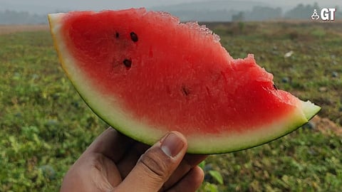 THE SWEET TASTE OF FAME: Long before ‘Maddani’ made Parra, in North Goa, famous, the village was known for its flavourful watermelons.