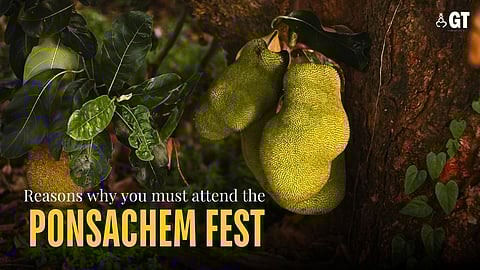 JACKPOT: The much awaited 'Ponsachem Fest' is all set to celebrate the beloved seasonal jackfruit this weekend.