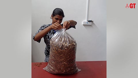 MODUS OPERANDI: Preparing mushroom in a grow bag at Sulcorna.