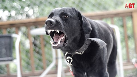 BASIC INSTINCT: Dogs are animals and have the instinct to survive.