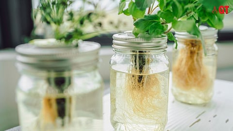 GREEN WAY: Join a ‘Hydroponics, Bioenzymes & Composting’ workshop at Carasid Cafe in Miramar on September 22, 2024.