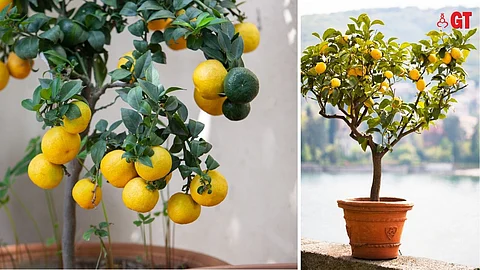 POTTY ABOUT CITRUS: Limes and lemons can be grown in pots.