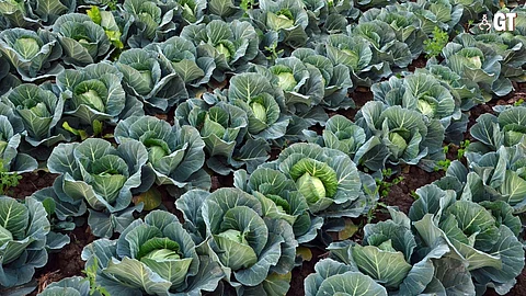 WINTER GREENS: Cabbage in the bolting stage.