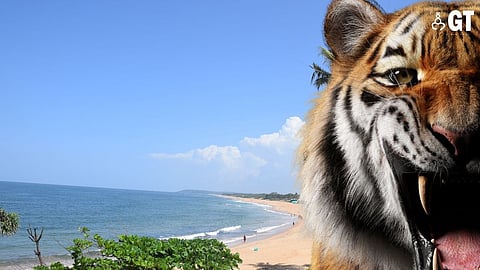 THE WAY FORWARD: In the long run, having a tiger reserve will ensure a sustainable future for both wildlife and Goa's well-being.