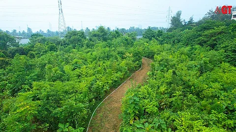 50,000 saplings were planted at Manohar International Airport, Mopa.