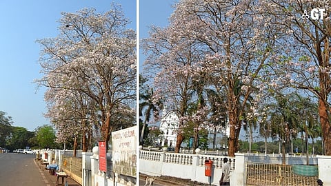 Pink Trumpet Trees can be seen in Old Goa.