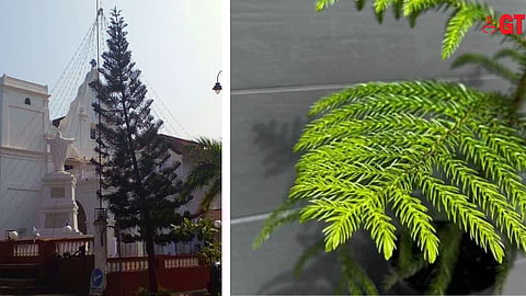 Cook’s pine trees are seen in Goa.