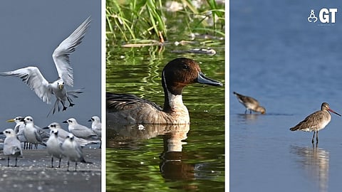 Waterfowl count shows importance of wetlands in Goa.
