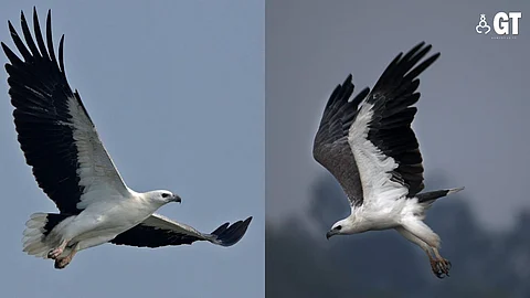 The white-bellied sea eagle.