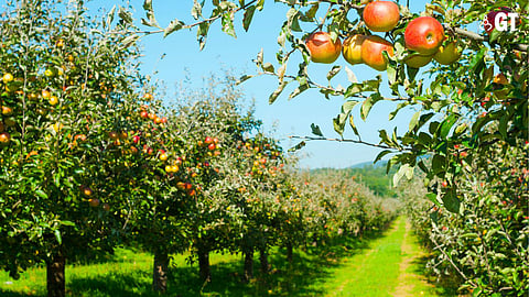 Goa has no apple orchards or vast strawberry fields to entice tourists.