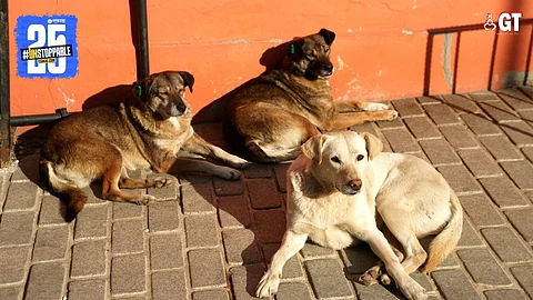 Recent incidents involving stray dogs have highlighted the urgent need to address the stray dog issue in Goa.
