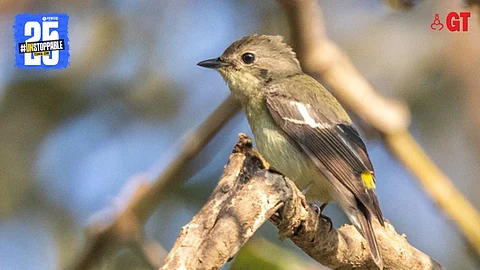 The rare yellow-rumped flycatcher was discovered in the Bhagwan Mahavir Wildlife Sanctuary.