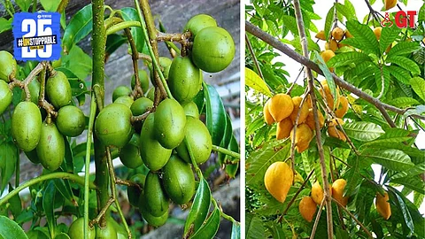 Hog plums (left) and canistel (right) are among the fruits that ripen in Goa at this time of the year.