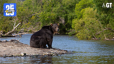 Sloth bears are drawn to forests, open grassland plateaus and habitats with fruit-bearing trees and termite mounds.