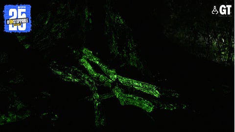 Bioluminescent fungi.