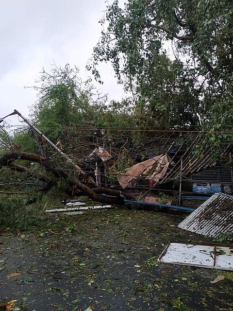 A tree uprooted due to cyclone Amphan in Kolkata. Pic: Twitter