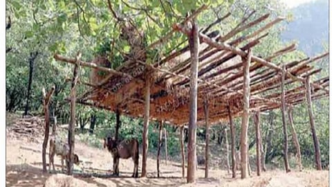 Wild cat kills 10 cattle in Bicholim