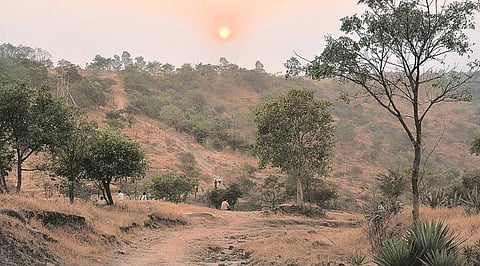 Green Line: Maharashtra forest department helpline flooded with calls