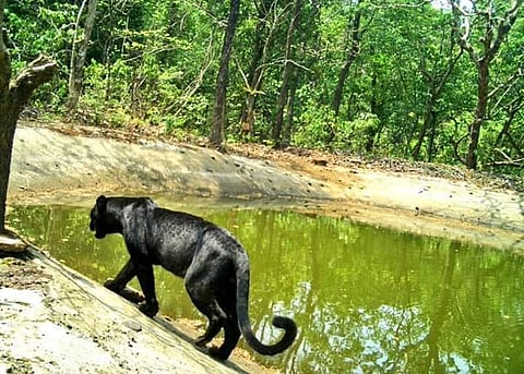 Black Panther spotted at Netravali sanctuary. (Pic courtesy: Twitter)