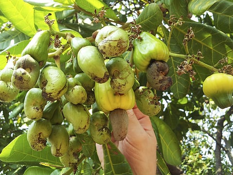 Low price for raw cashew: GAKUVED Federation seeks chief minister's intervention