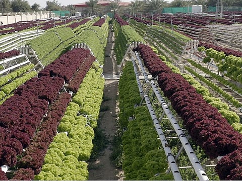 VERTICAL FARM: The UAE is utilising a multi-pronged approach to meet the country’s food demand. Being a trading hub, the UAE is the centre of global food supply chain. The country is also stepping up efforts to support local farmers and explore innovative cultivation methods suitable for the desert climate.