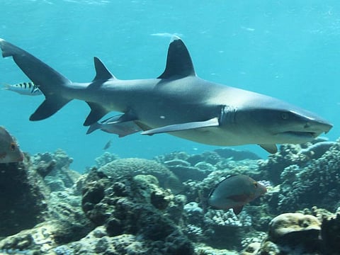 Pakistan announces national action plan to protect sharks in the Arabian sea. Photo for illustrative purpose only