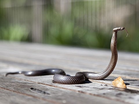 Cobras are among India’s deadliest snakes, causing many monsoon fatalities.