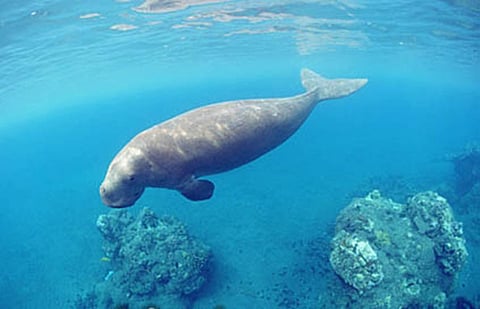 The UAE is home to many distinct marine species, such as green turtles, hawksbill turtles and dugongs.