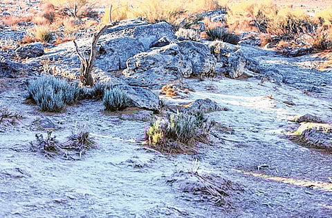 26 days of Al Shabt start Jan 15, following early winter Murabba’aniya.