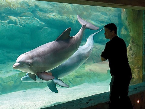 SeaWorld Abu Dhabi, locaed on Yas Island, is a marine life theme park home to more than 150 species of marine animals.