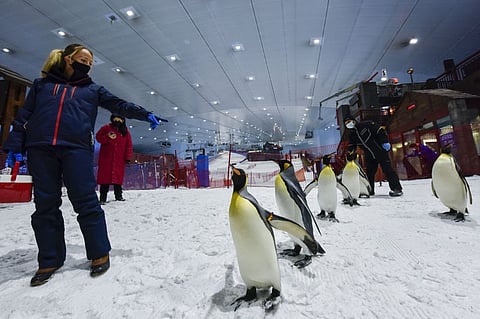 At Ski Dubai, meet the penguins, ride the Snow Bullet zipline, or hit the slopes for skiing or snowboarding.