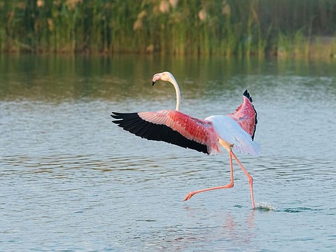 The Al Wathba Wetland Reserve is the only site in the Arabian Gulf where the Greater Flamingo regularly breeds.