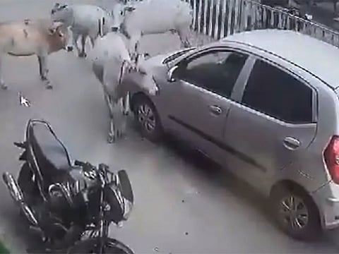 The heartwarming video has sparked widespread praise on social media.