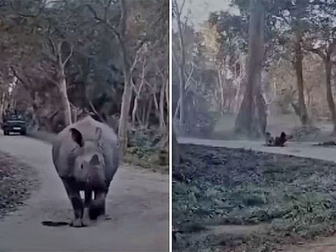 A rhino and the mother and daughter fate their fall.