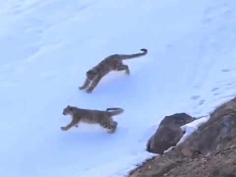 The 28-second clip offers a rare and intimate glimpse into the lives of these elusive big cats in their natural habitat.