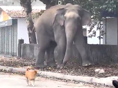 From lessons in bravery to the perils of overconfidence, the internet found endless entertainment in the clip.