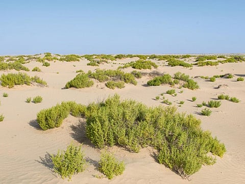 Campers should avoid consuming wild or seasonal plants and herbs that grow during the winter in desert areas after rainfall