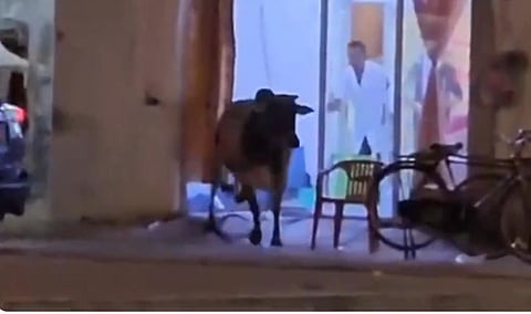 As the search continues, the whereabouts of the bull remain a mystery, and Ibra residents are left wondering what happened next.