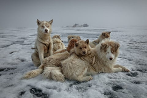 A photograph titled “The Dogs - Greenland 2024” by Sebastian Copeland (Photo: null)