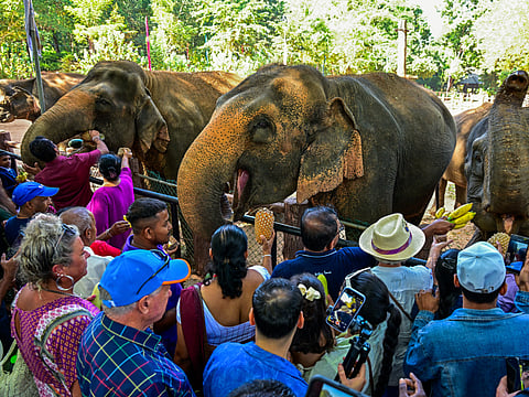 Visitors feed fruits to elephants at the Pinnawala Elephant Orphanage in Pinnawala.