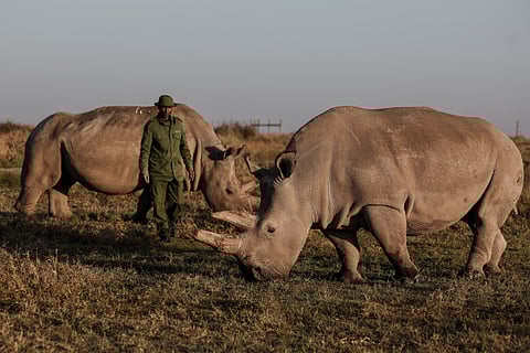 Ol Pejeta ranger and headcare giver Zacharia Mutai, stands next to the last two northern white rhinos in the world, 35 years old Najin (left) and her 24 year old daughter Fatu, in Ol Pejeta conservancy, Laikipia county, on February 6, 2025.