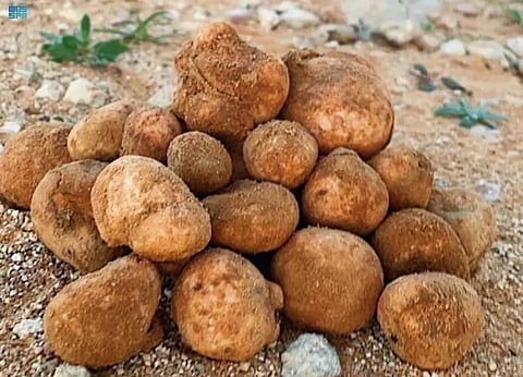 Saudi Arabia’s Northern Borders region is famous for seasonal truffles.