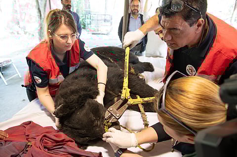 Four Paws’ emergency response team travelled to Pakistan to assist the IWMB with the bear’s urgent rescue and relocation