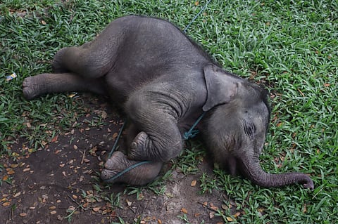 A rescued two-month-old male wild Sumatran elephant, separated from its mother in a palm oil plantation, sleeps at the Minas Elephant Training Centre in Riau on March 11, 2025.