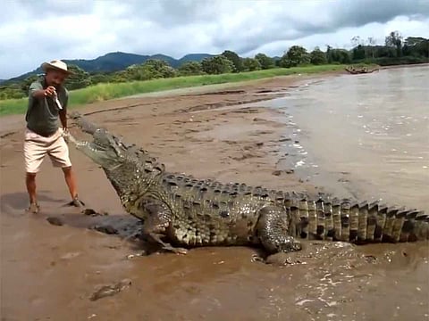 Courage or recklessness? Viral video shows man hand-feeding giant crocodile as if it’s a pet