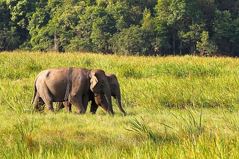 Listed as endangered on the IUCN Red List, Asian elephants are some of the largest mammals on the planet.