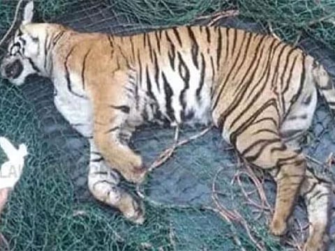 Officials said that after the first tranquilizer was fired, the tiger became violent, and a second shot made it more aggressive.
