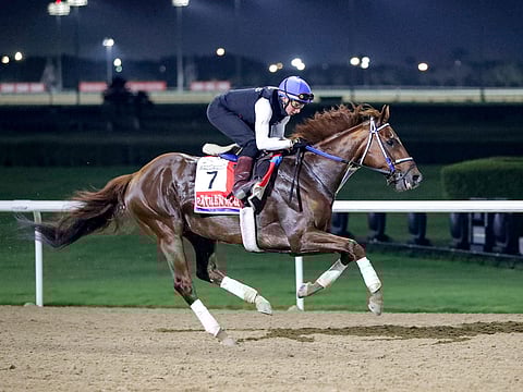 William spoke in glowing terms after partnering his $12 million Group 1 Dubai World Cup mount, Rattle N Roll, on Thursday morning.