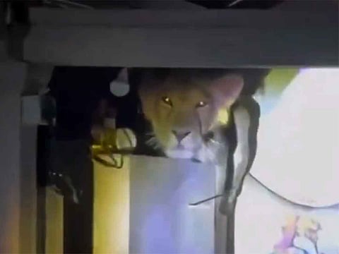 Viral video: Lion surprises family by perching on kitchen wall in Gujarat village