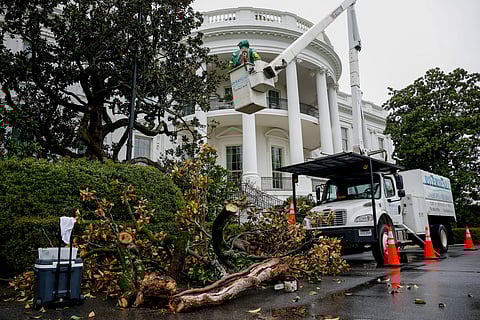 Workers remove a southern magnolia tree, said to have been planted by former President Andrew Jackson in honor of his late wife, on the South Lawn of the White House in Washington, DC.